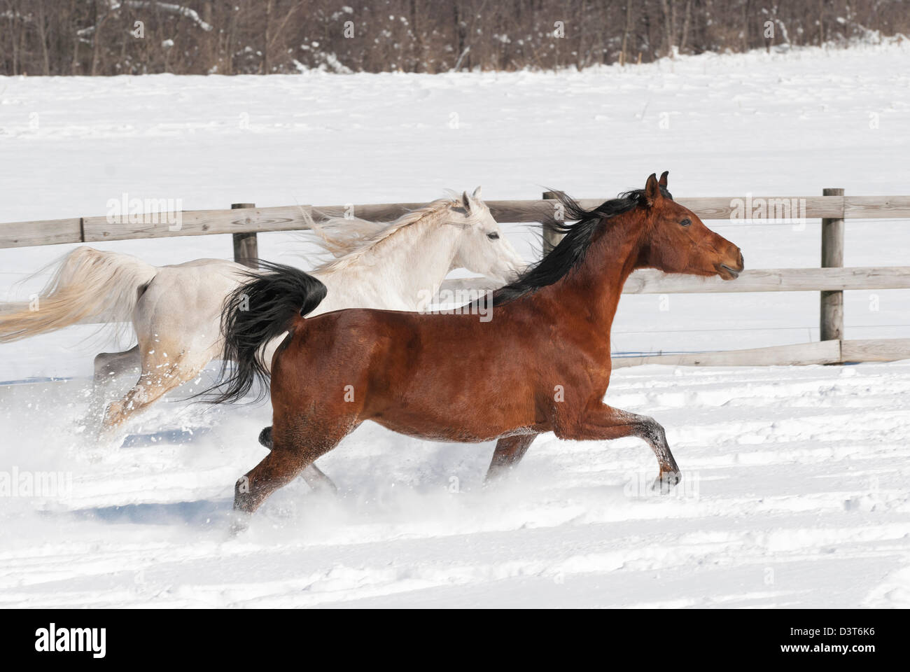 Horses running side by side in deep snow in sunshine, a winter farm in ...