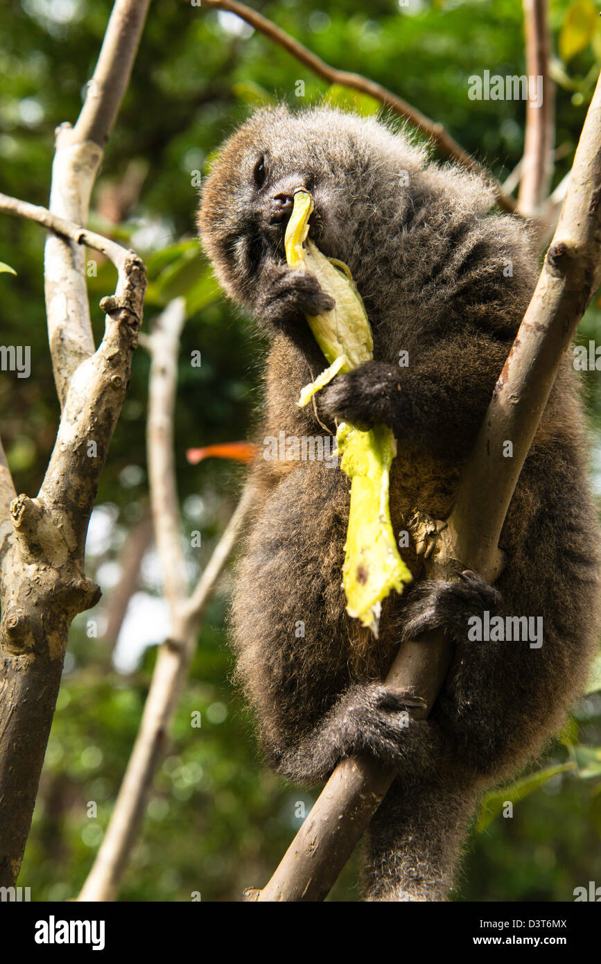 The bamboo or gentle lemurs (Hapalemur) feeding Madagascar Stock Photo