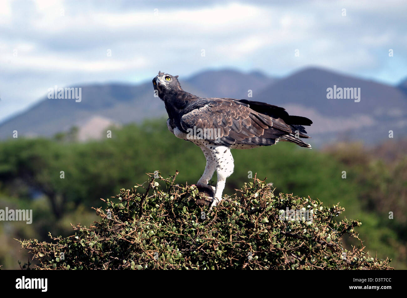 Africa's largest Eagle, The Martial Eagle with prey in the tree tops of Tsavo West National Park
