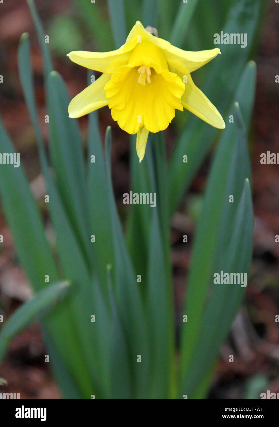National gardens scheme snowdrops hires stock photography and images