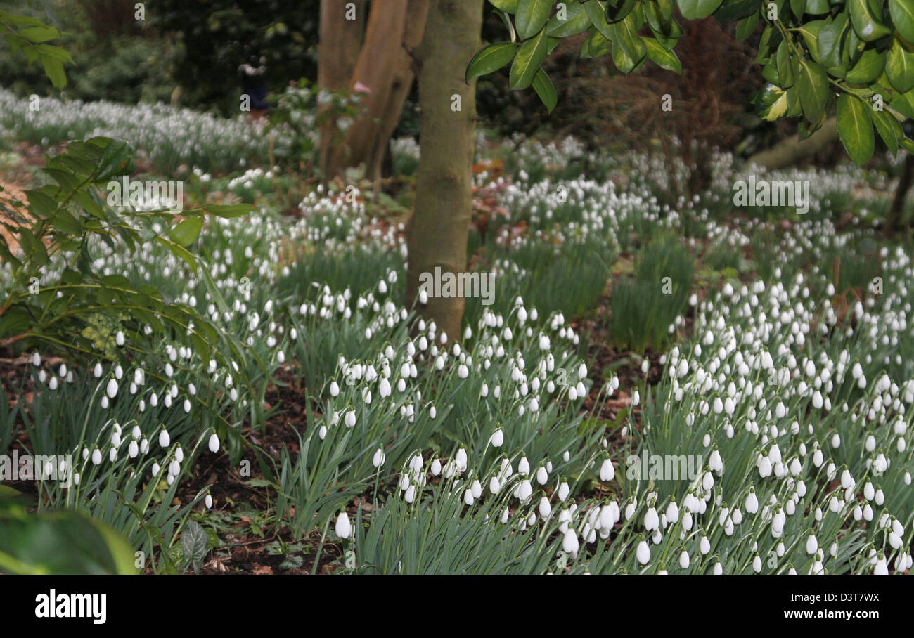 National gardens scheme snowdrops hires stock photography and images