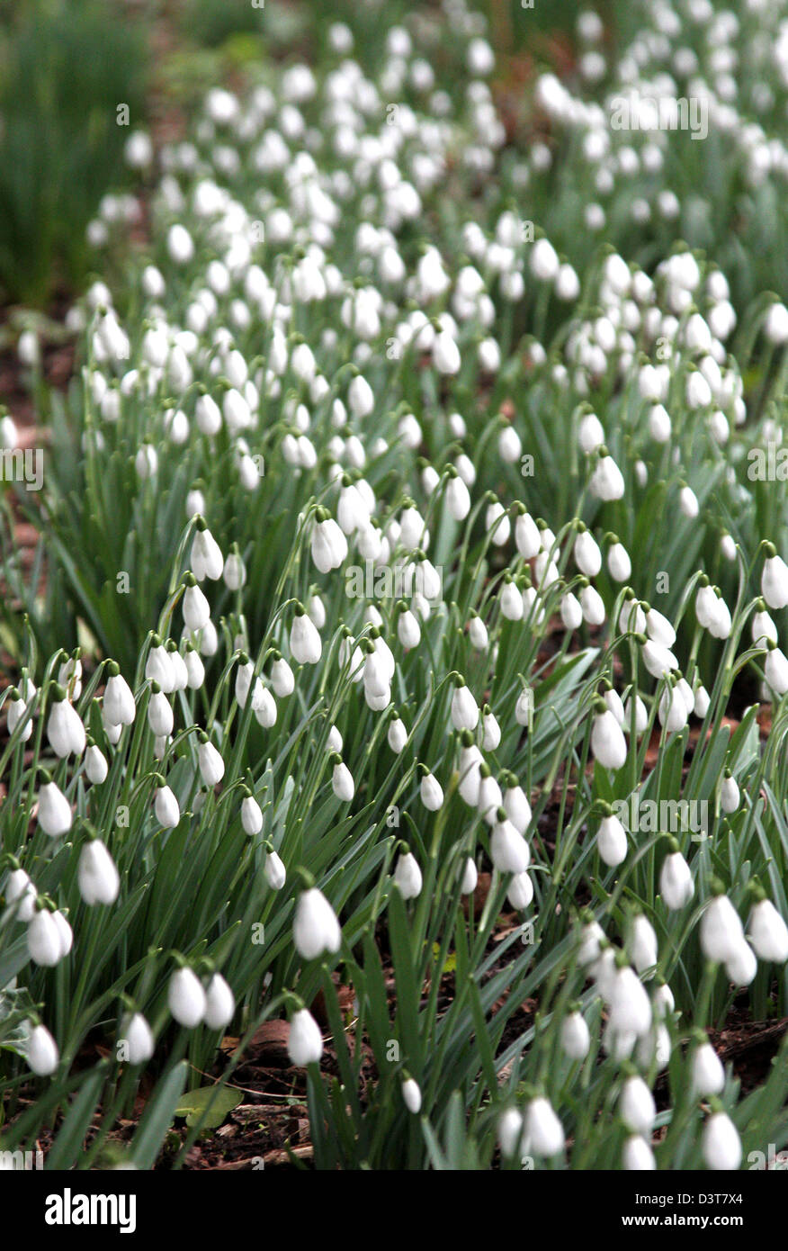 National garden scheme snowdrops hires stock photography and images