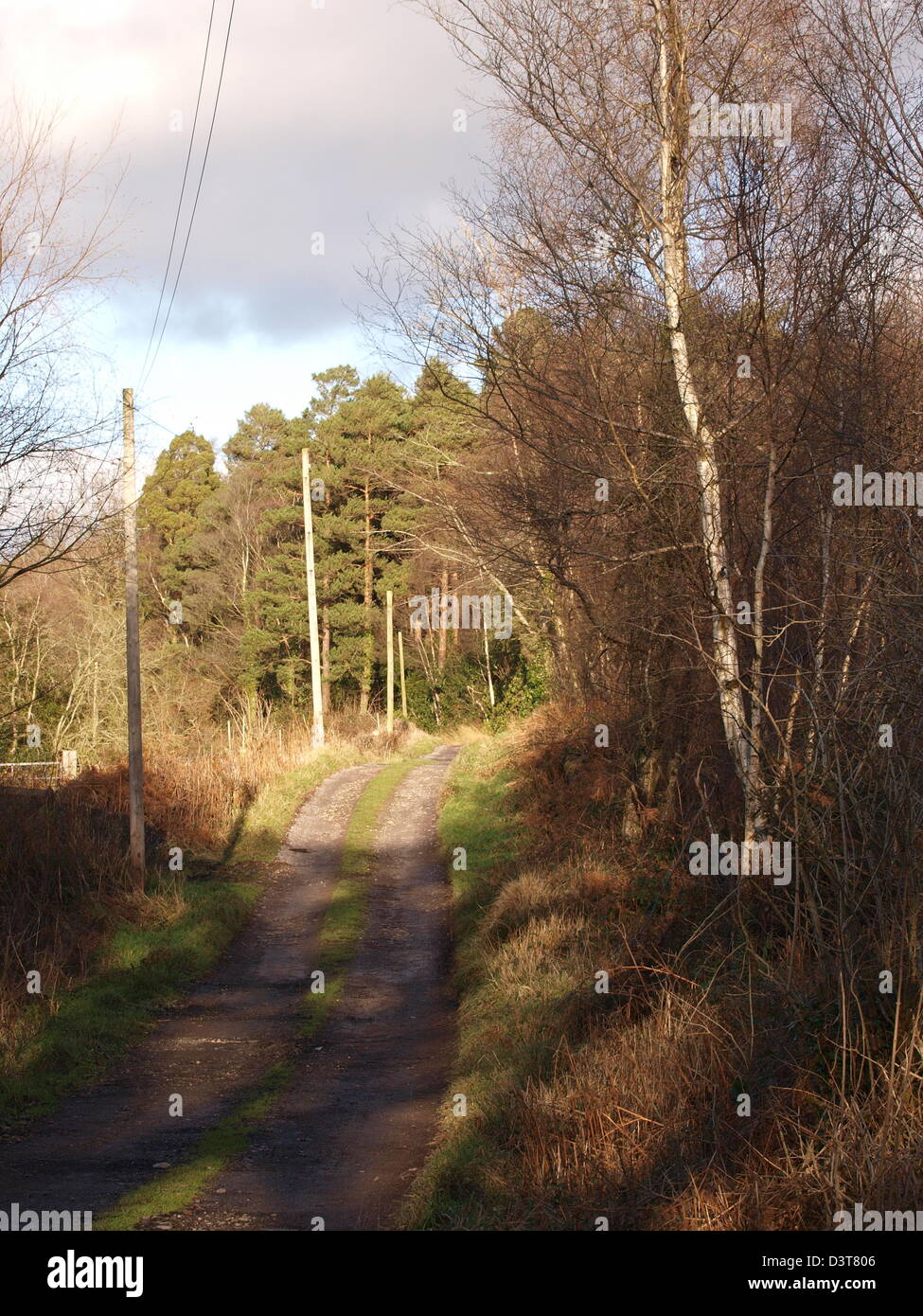 Track through woodland Stock Photo - Alamy