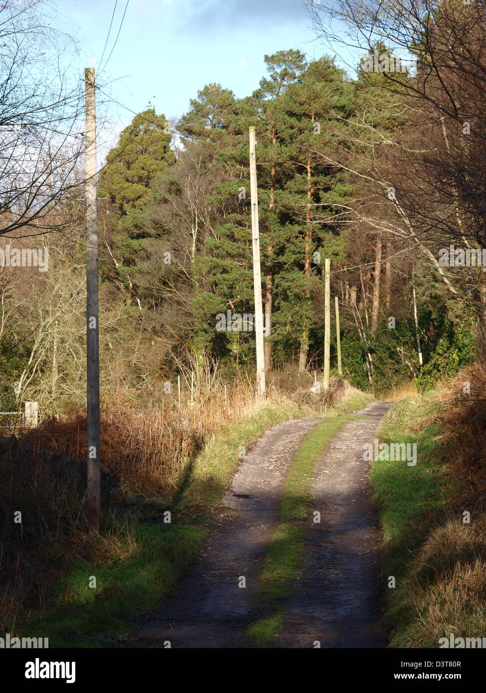 Track through woodland Stock Photo