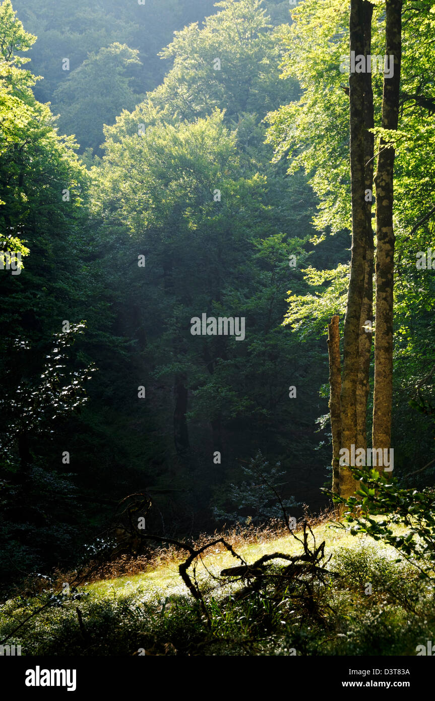 Sunlight glade forest leaves hi-res stock photography and images - Alamy