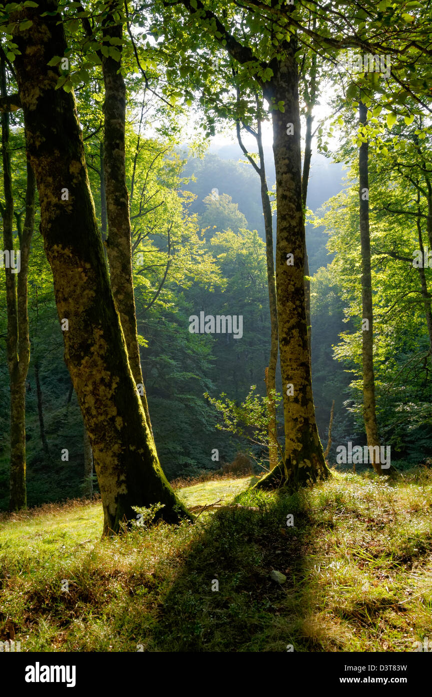 Sunlight glade forest leaves hi-res stock photography and images - Alamy
