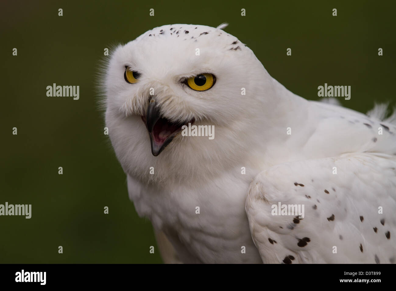 Snowy Owl (Bubo scandiacus) close up screeching Stock Photo - Alamy