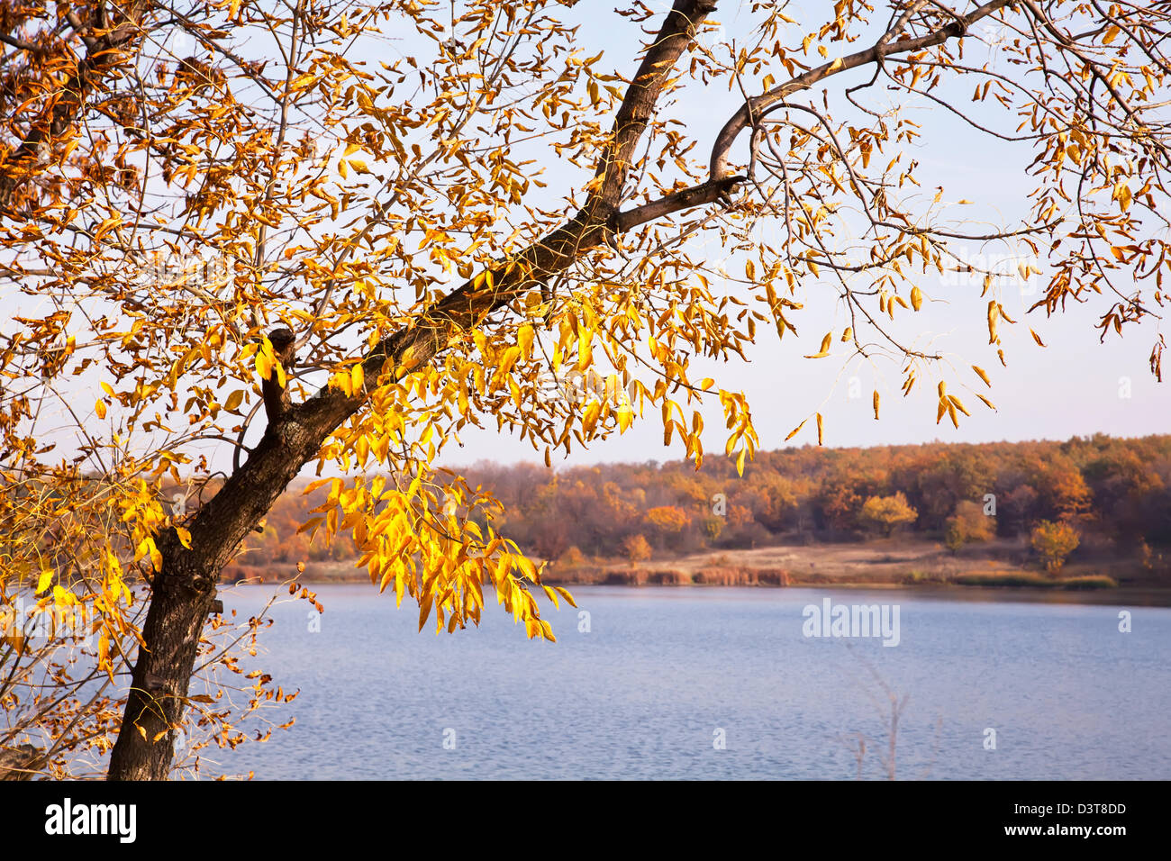 Golden autumn tree above water Stock Photo - Alamy