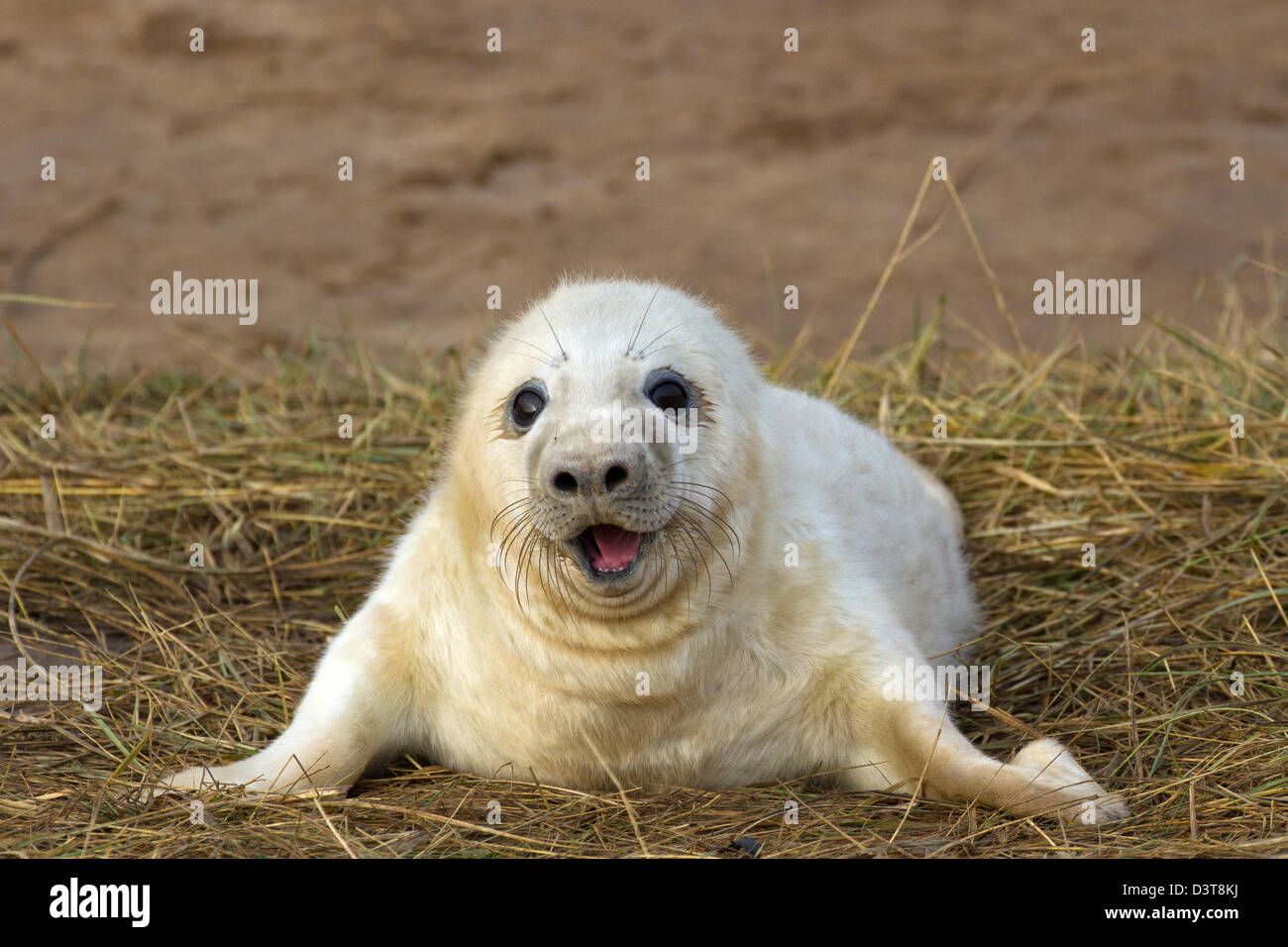 Baby Seal with Mouth Open Stock Photo Alamy