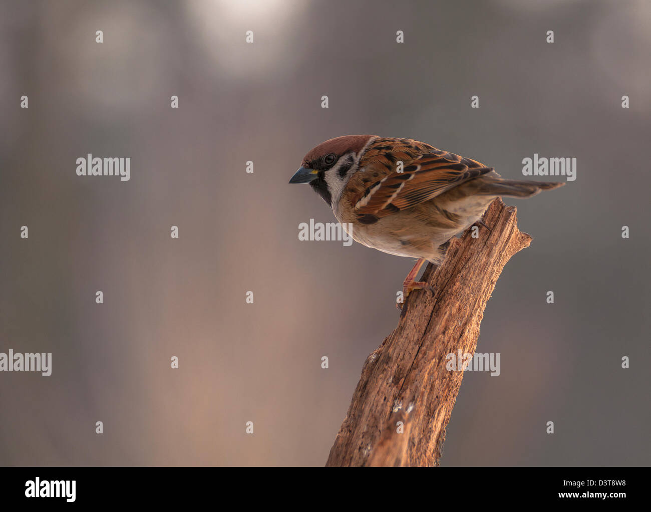 Sparrow Stock Photo