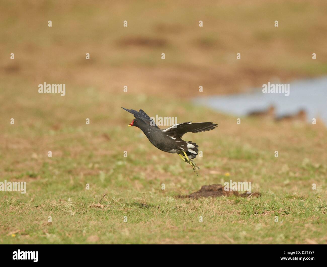 Moorhen in flight Stock Photo