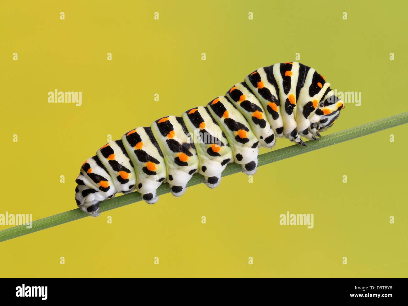 Caterpillar of the swallowtail butterfly (Papilio machaon) Stock Photo