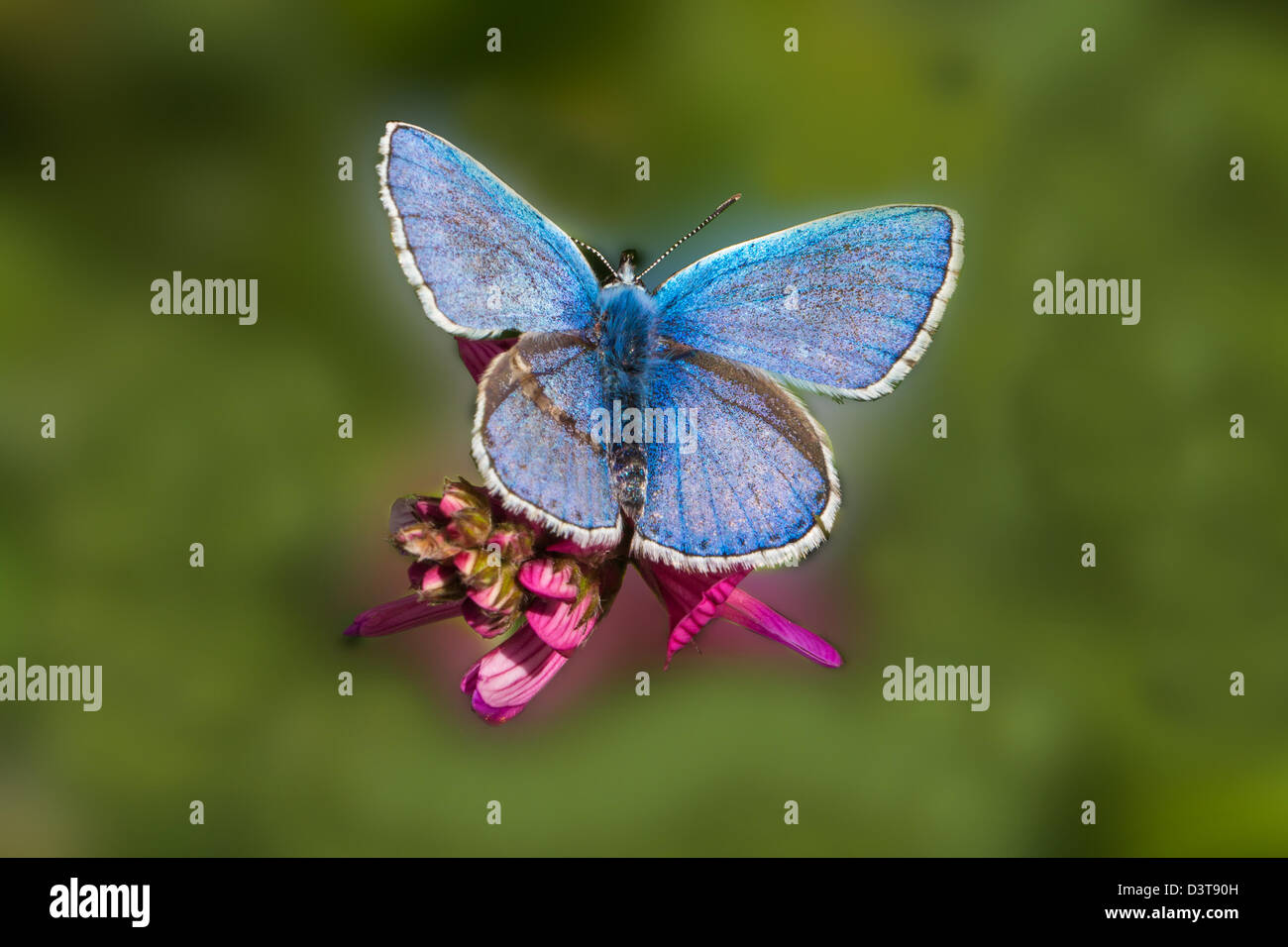 Adonis blue butterfly on a flower Stock Photo