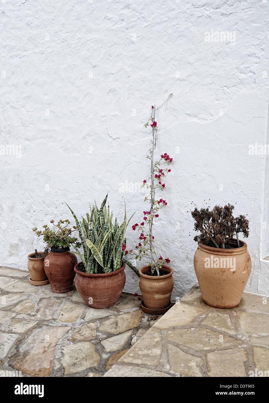 Flowerpots in a traditional white house. San Agustí, Ibiza, Balearic Islands, Spain Stock Photo
