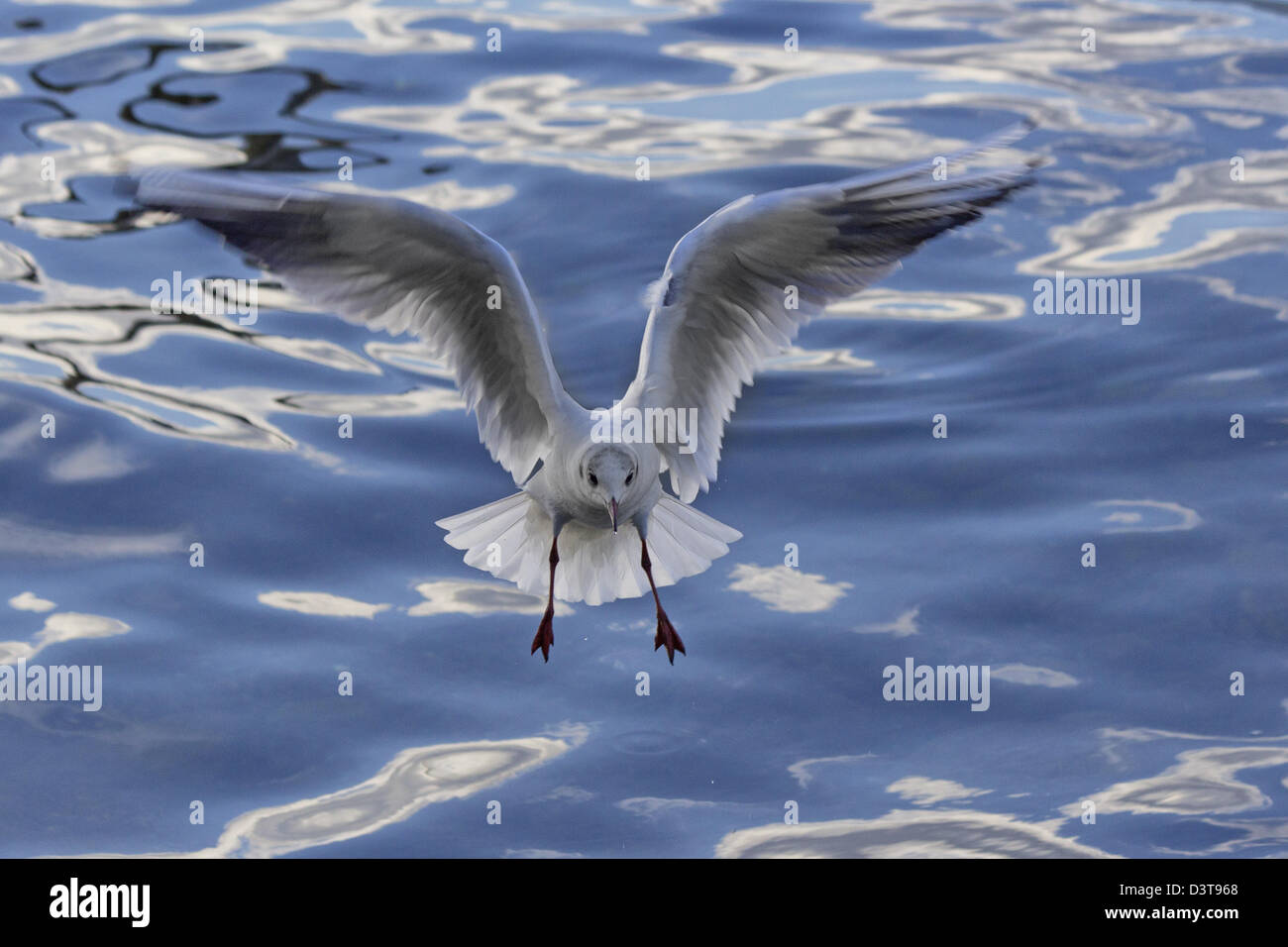 Kittiwake, Seagull landing on water Stock Photo