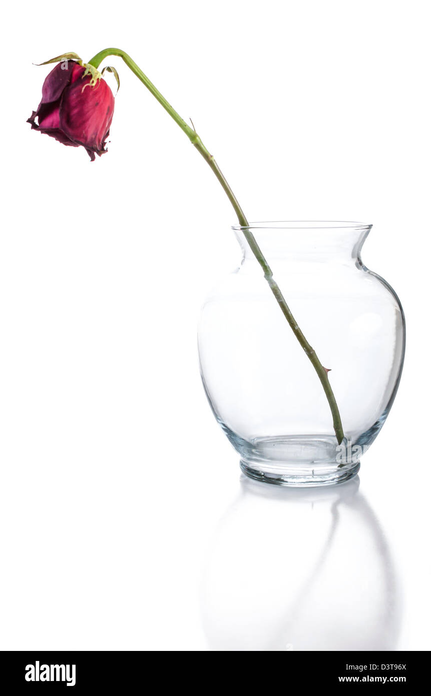 A single, wilting, dying rose in a simple glass vase reflecting on