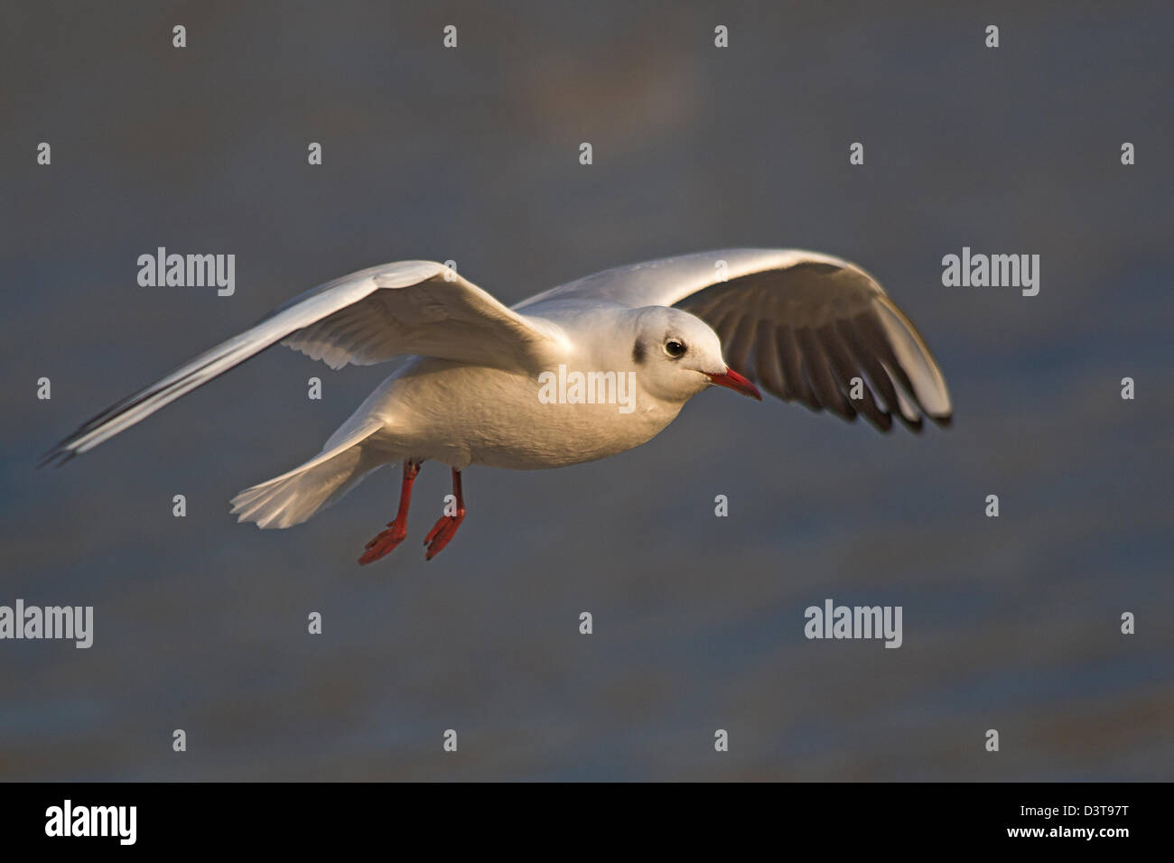 Kittiwake, Seagull in the sky Stock Photo