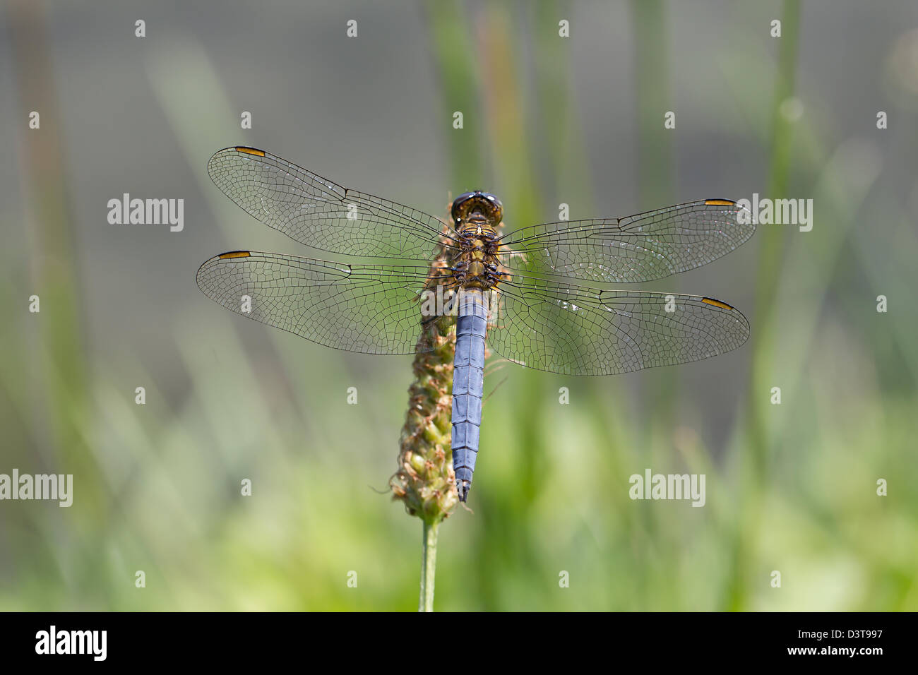 Dragonfly Stock Photo