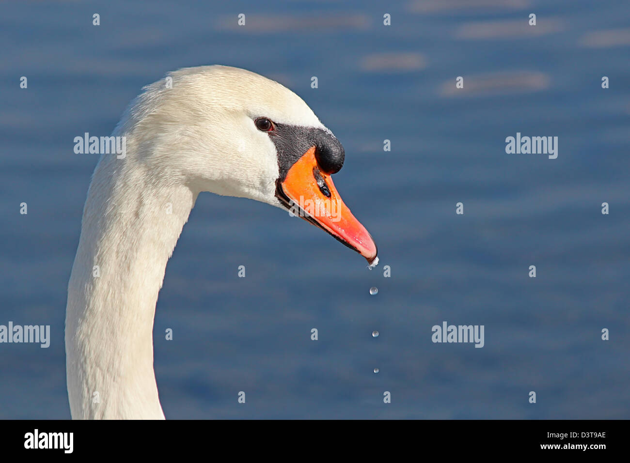 Swan, Lake, Stock Photo