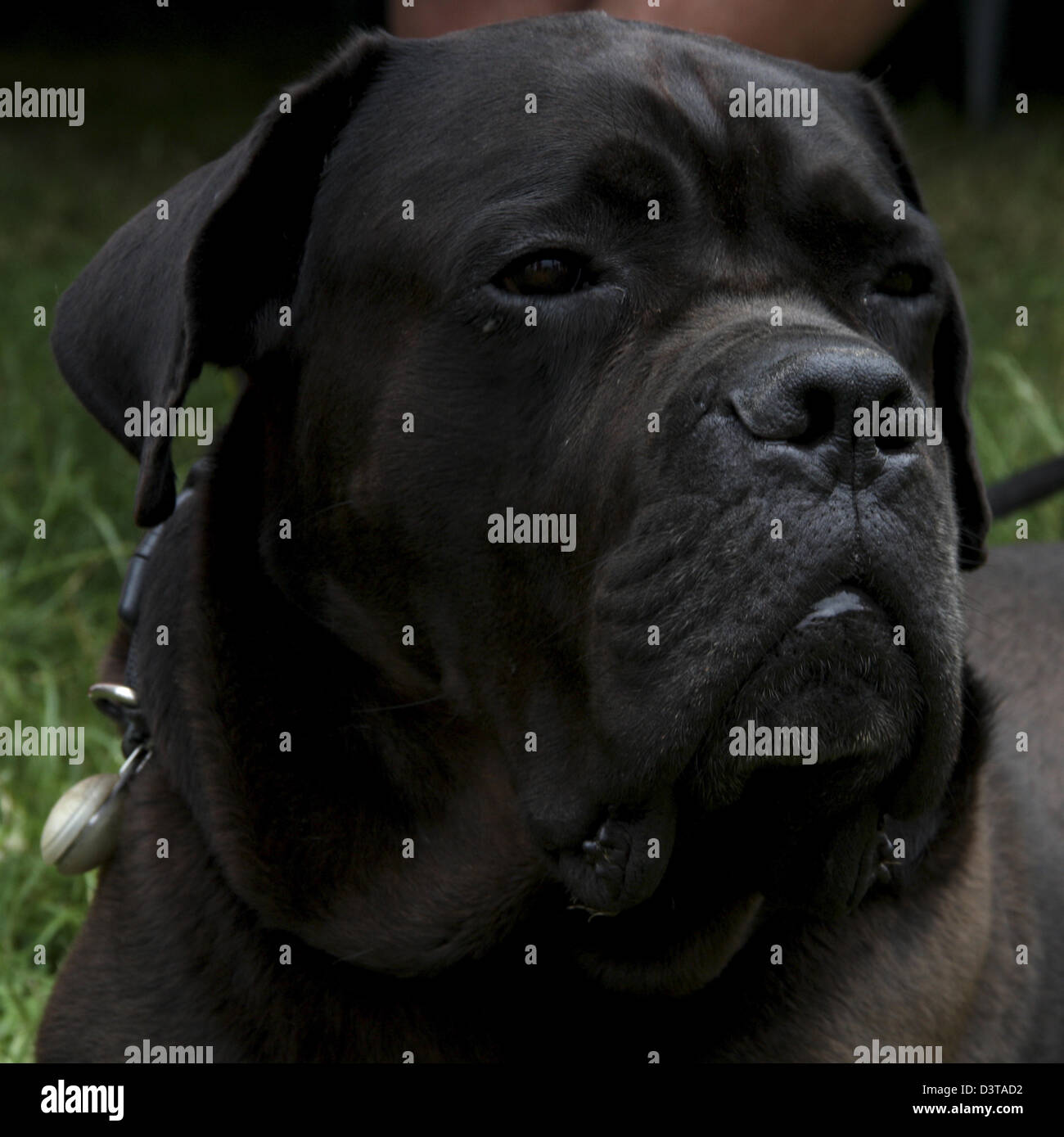 Cane Corso, Dog Stock Photo