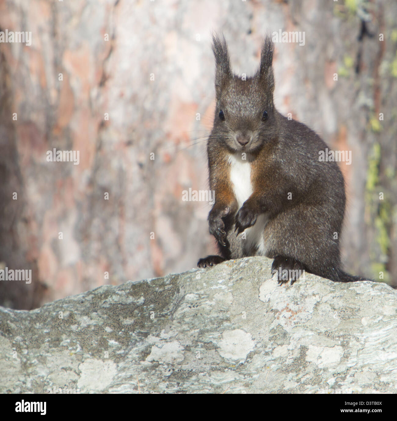 Squirrel, Val Roseg, Switzerland Stock Photo