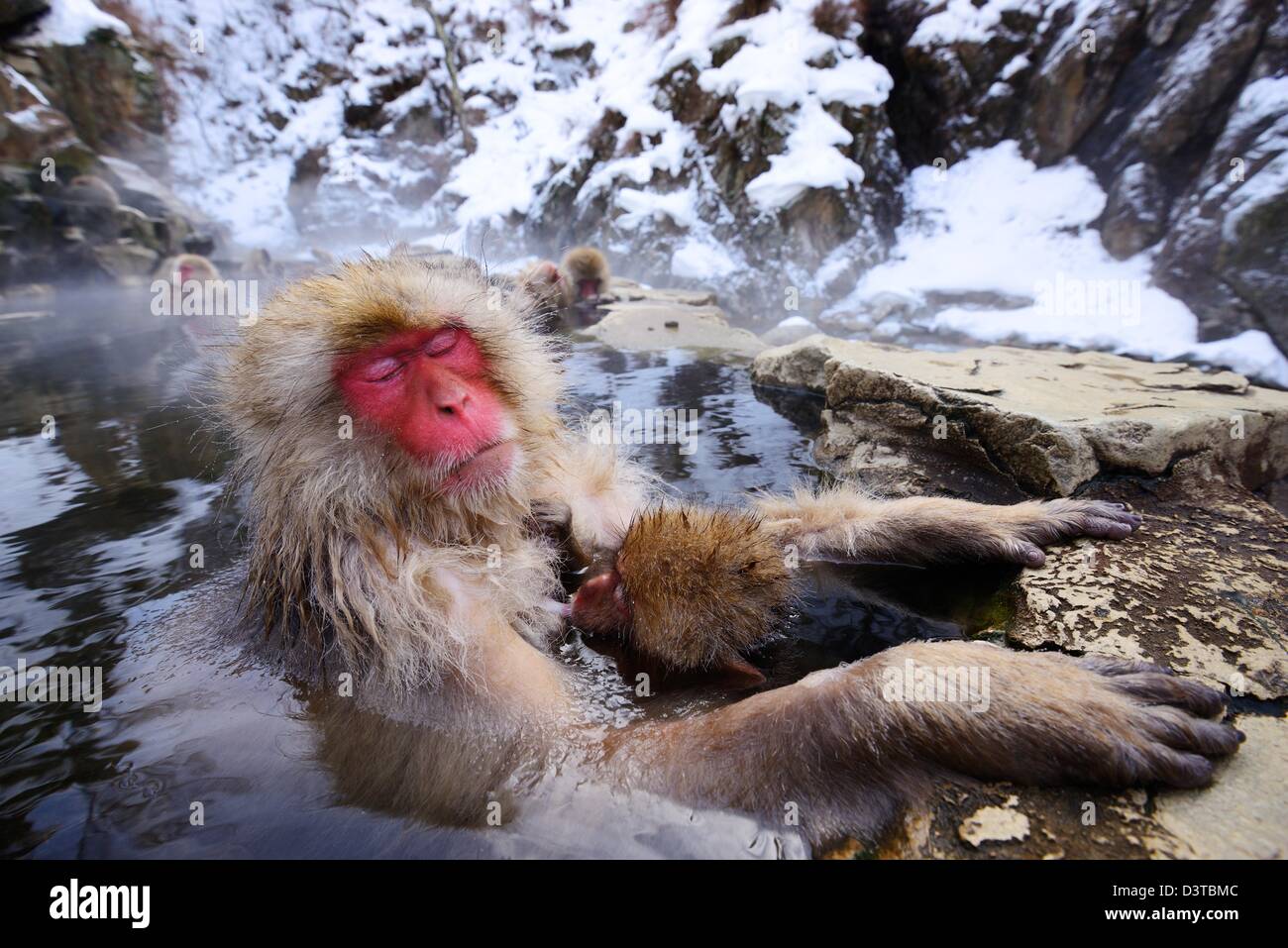 A Japanese Macaque relaxes in the hot spring protecting its young. Stock Photo