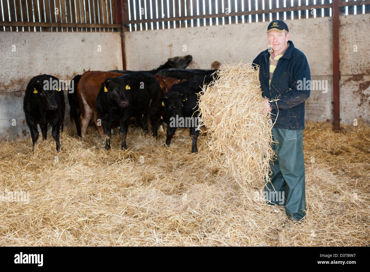 Cow bedding hires stock photography and images Alamy