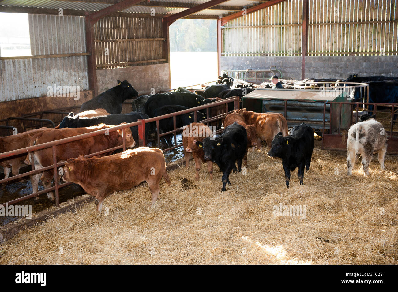 Beef cattle housed in a cubicle shed. Cumbria, UK. Stock Photo