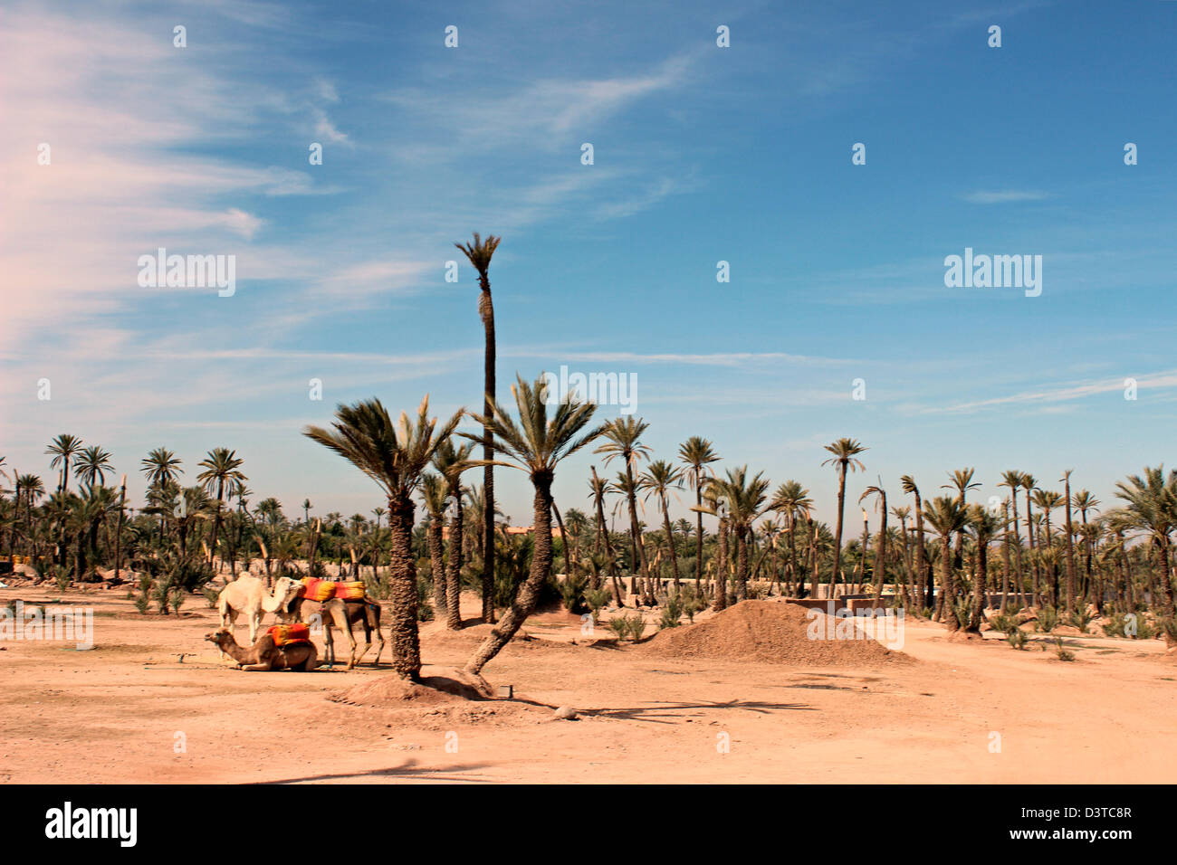 Camels resting between palm trees! Marrakech is a tale of Arabian Nights! Stock Photo