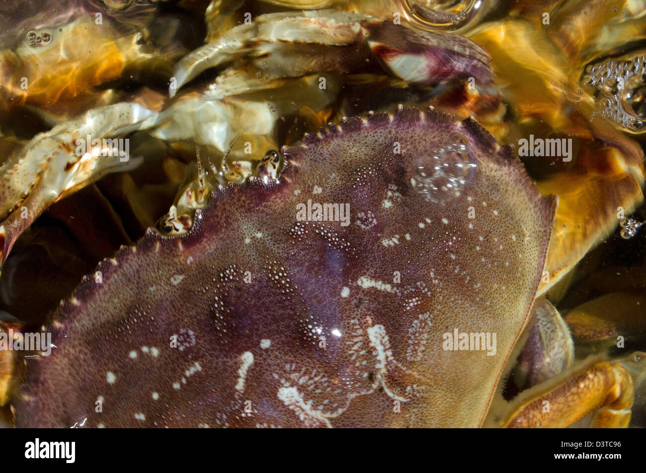 Fresh Dungeness Crab water Crustaceans Stock Photo