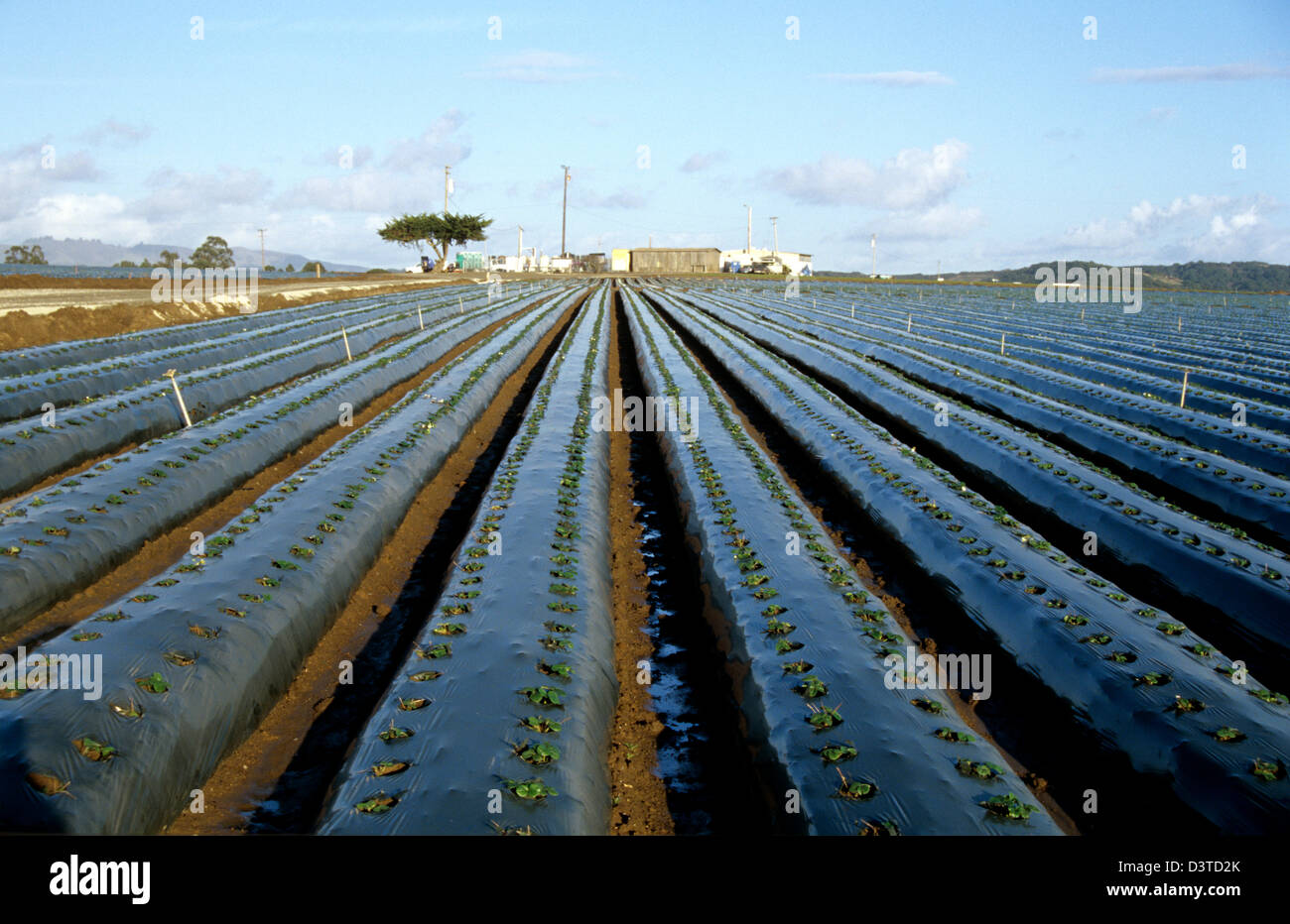 rows of vegetables are protected with cloche plastic sheeting Stock Photo