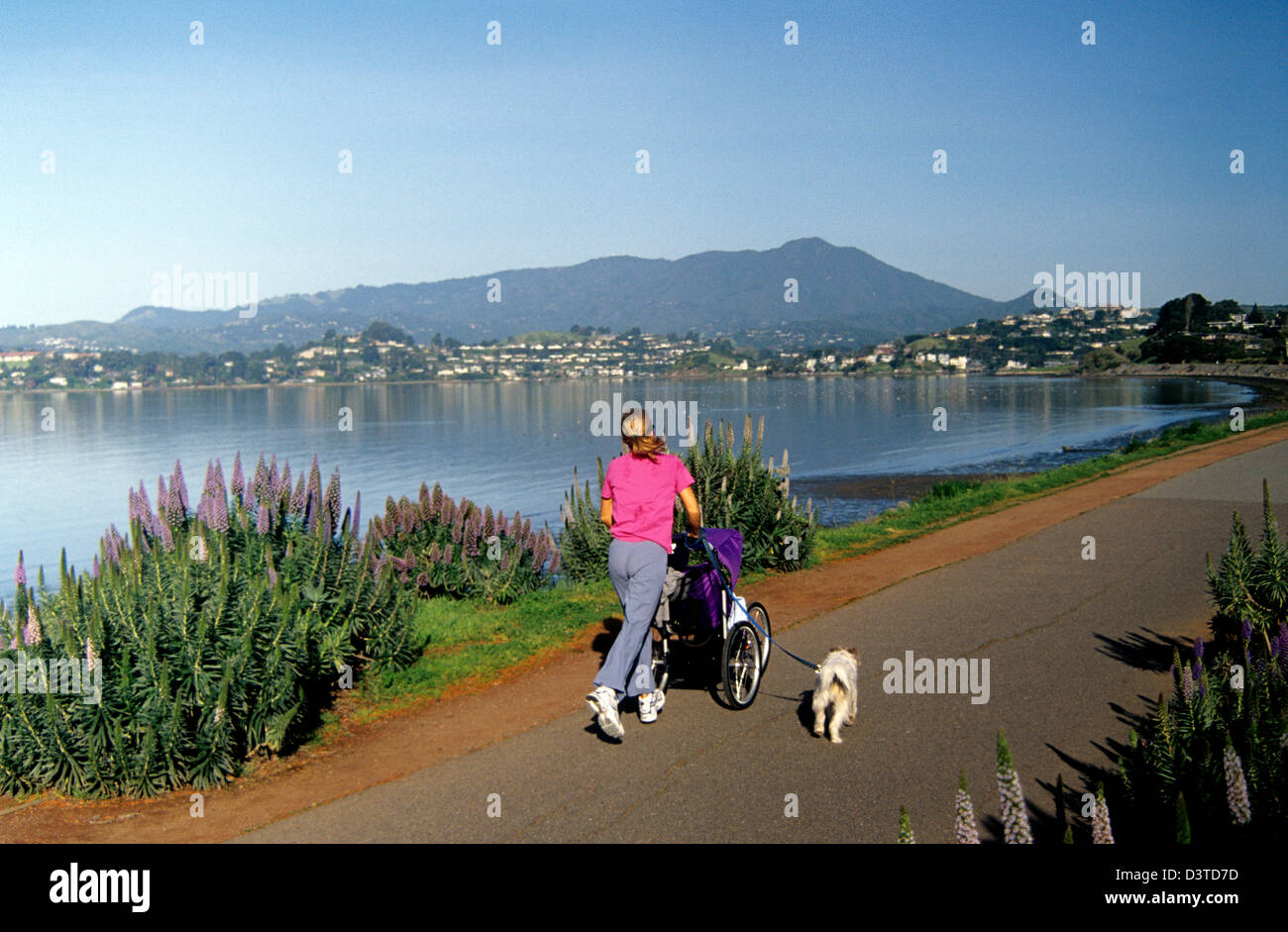 woman runner with baby buggy stroller and family dog works out on the multi-use path alongside Richardson Bay in Tiburon Stock Photo