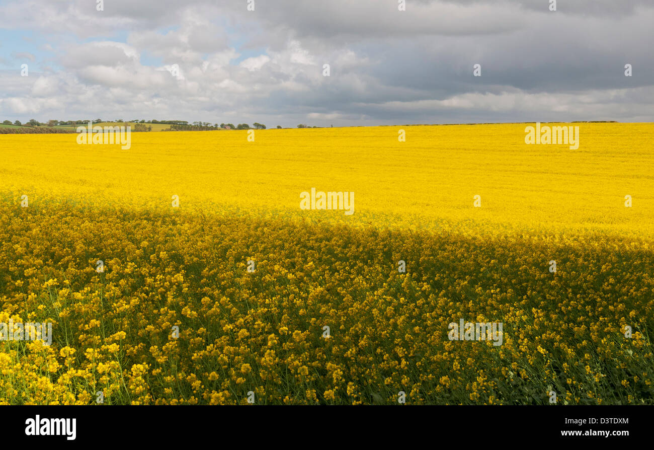 Scotland, Scottish Borders, yellow flowers of rape field near St