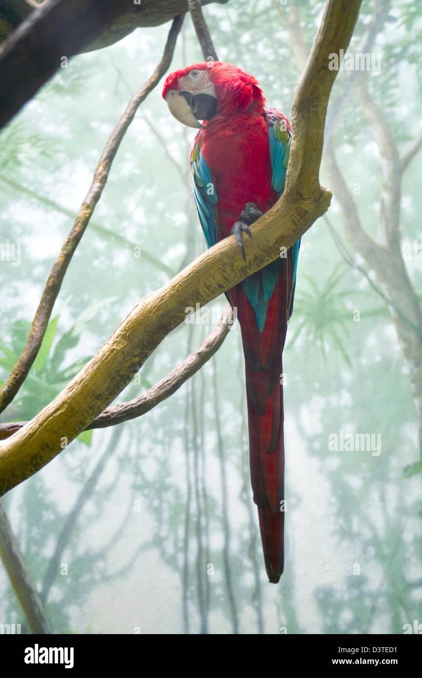 Red Parrot sitting on a tree at the Central Park Zoo, New York City, sat quietly as the crowd of observers took his picture. Stock Photo