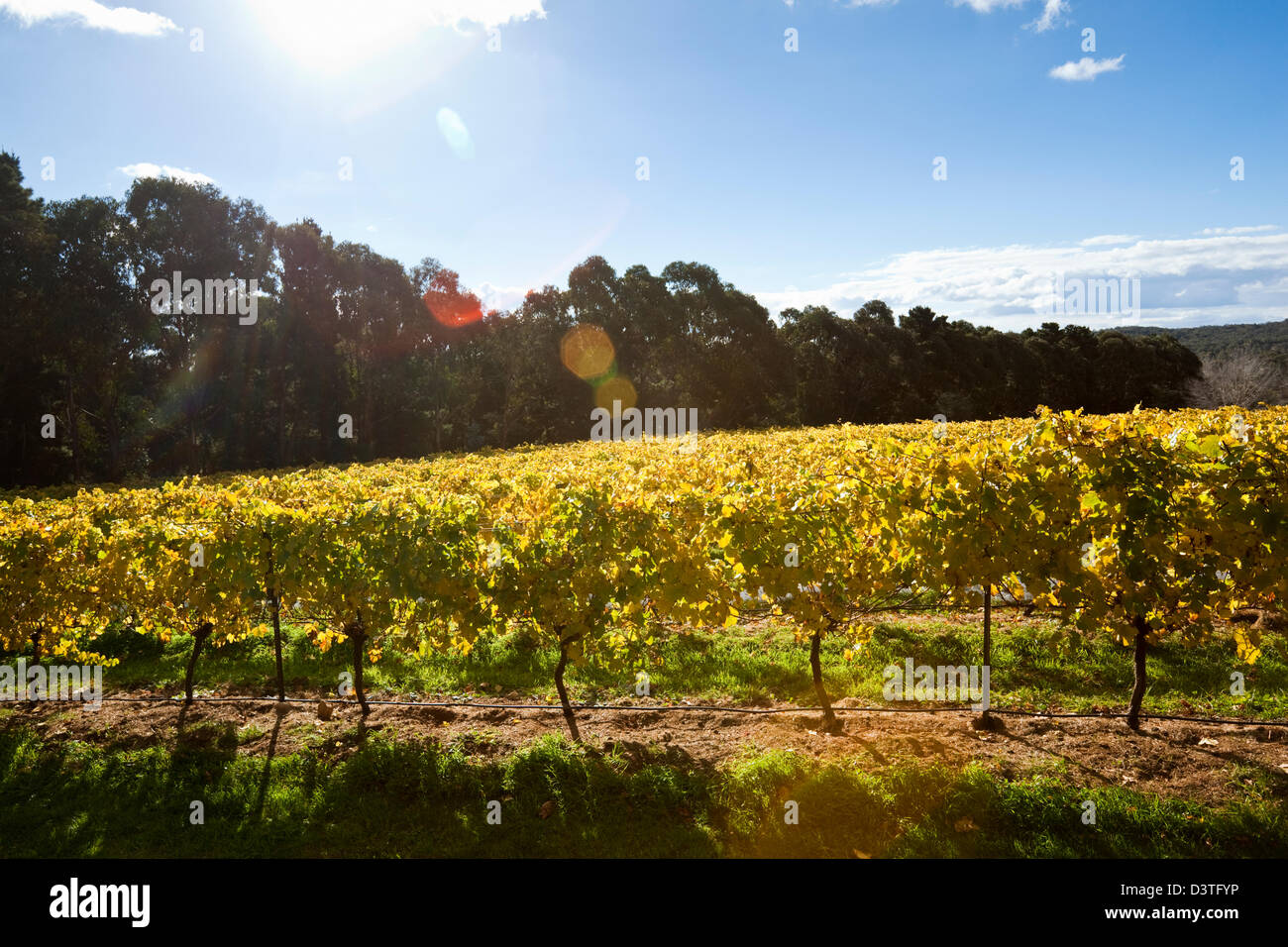 Vineyard at Lark Hill Winery in autumn. Bungendore, Canberra, Australian Capital Territory (ACT), Australia Stock Photo