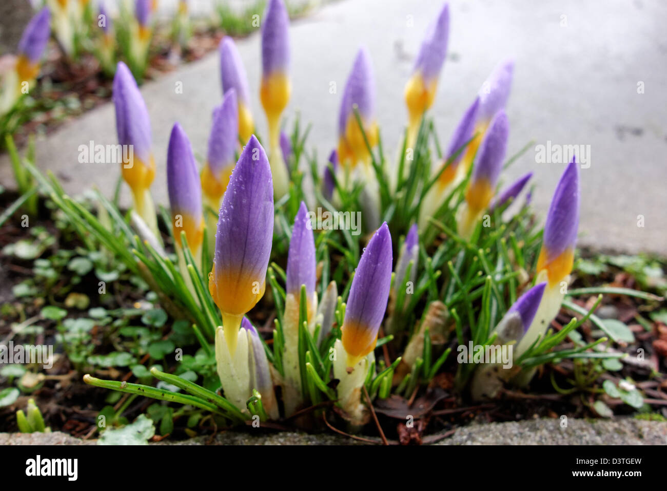 Purple crocus flowers sprouting out of crack in walkway, Washington Stock Photo