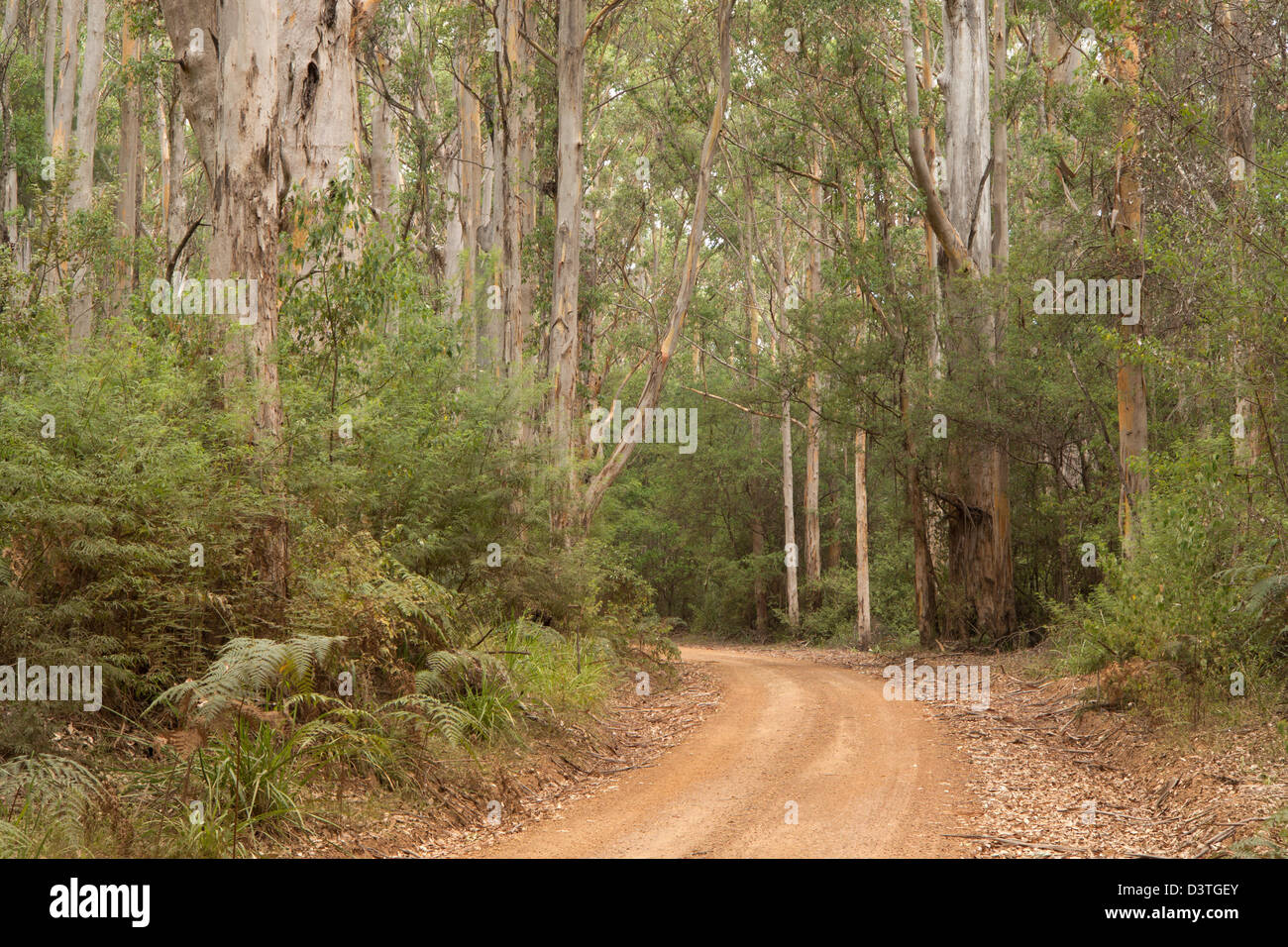 WalpoleNornalup National Park, Western Australia, Australia Stock