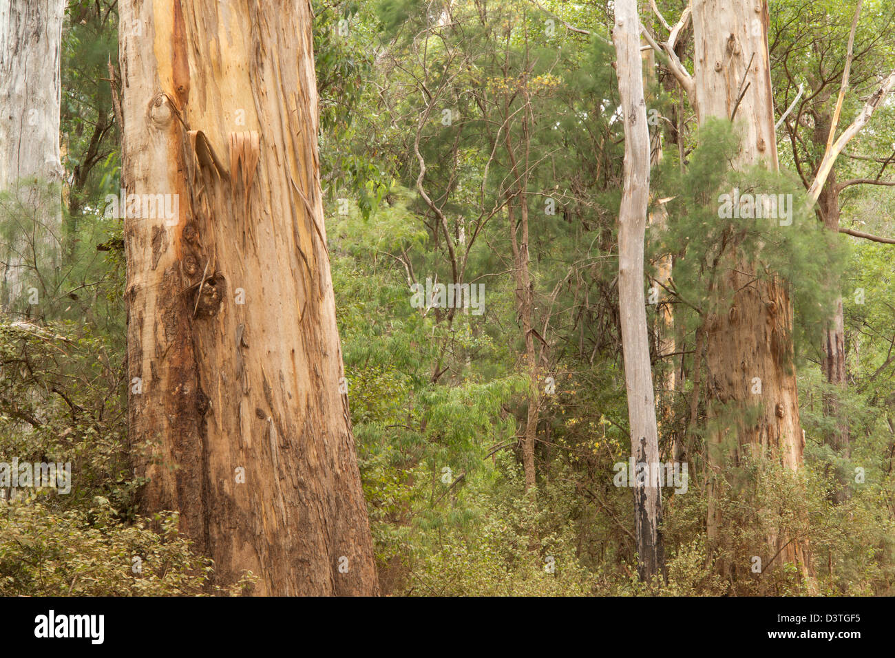 WalpoleNornalup National Park, Western Australia, Australia Stock