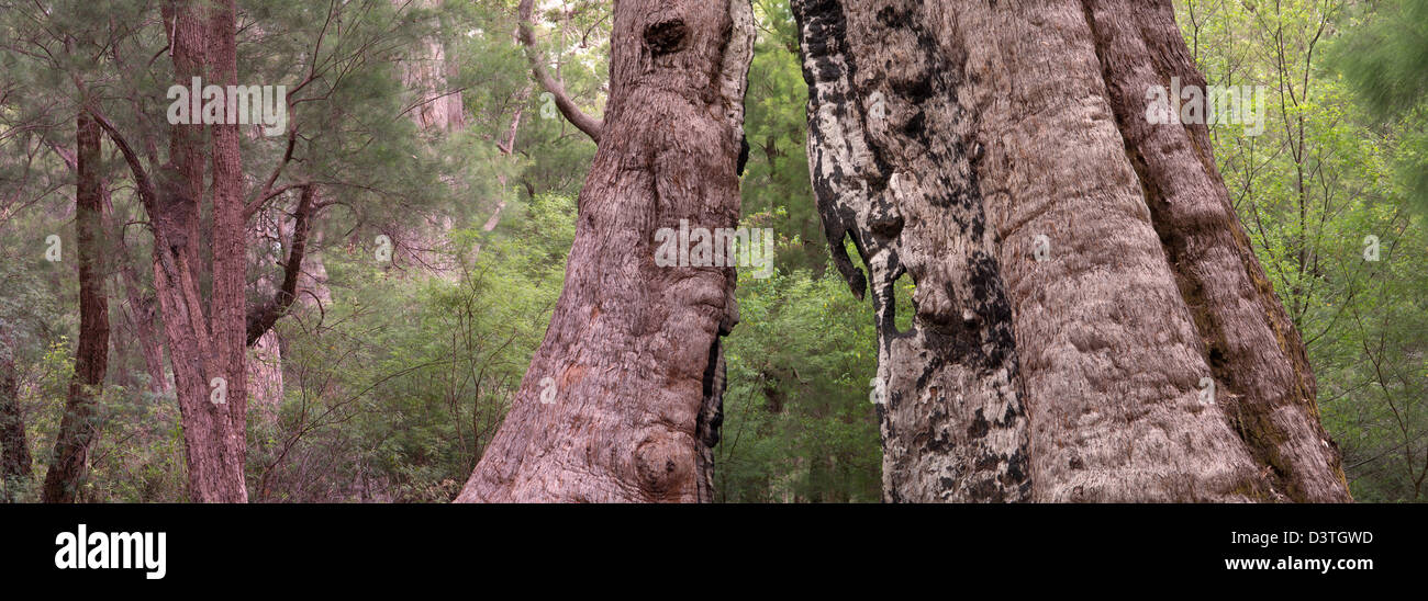 WalpoleNornalup National Park, Western Australia, Australia Stock