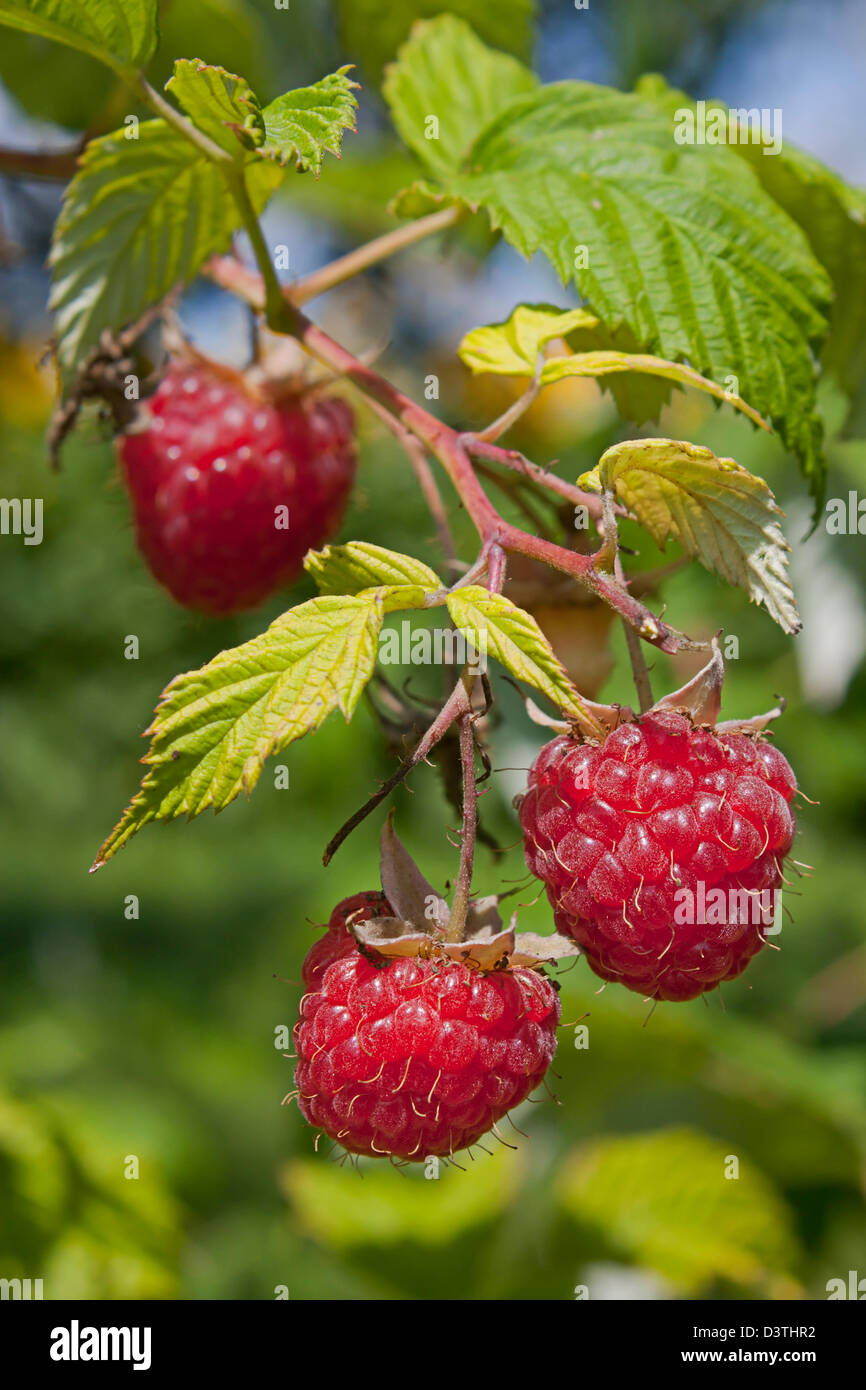 Raspberries Growing High Resolution Stock Photography and Images Alamy
