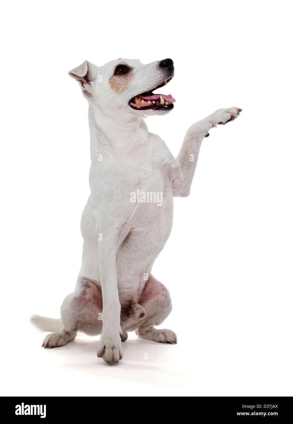 Jack Russell Terrier gives a paw Stock Photo