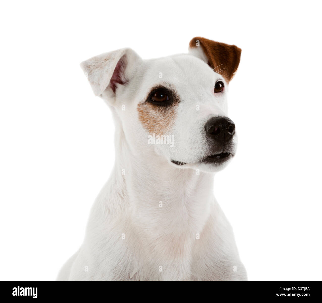 Jack Russell Terrier sitting Stock Photo