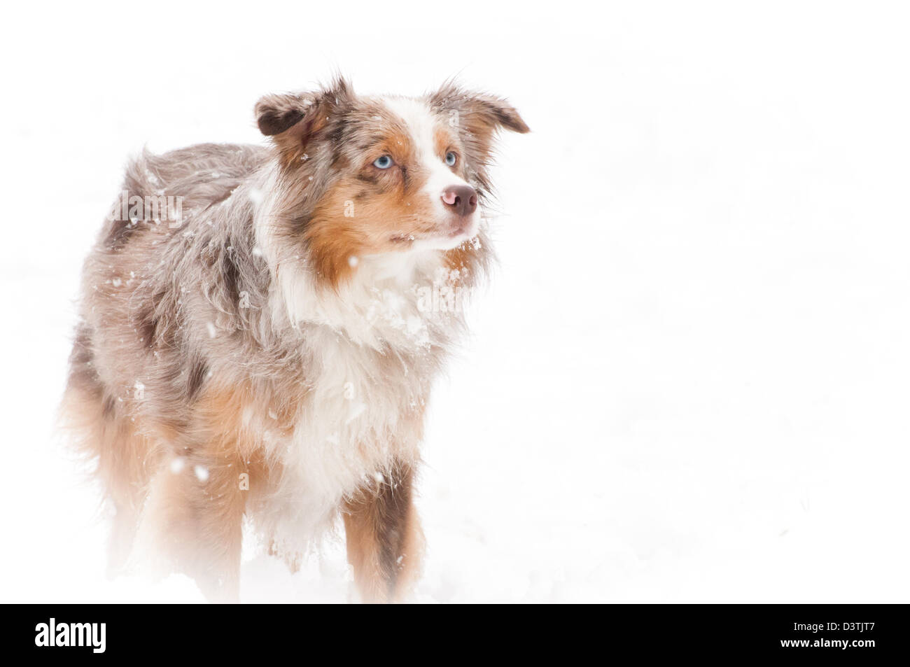 Australian Shepherd in the snow Stock Photo