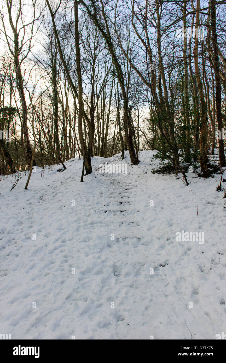 Plessey Woods, Northumberland Stock Photo