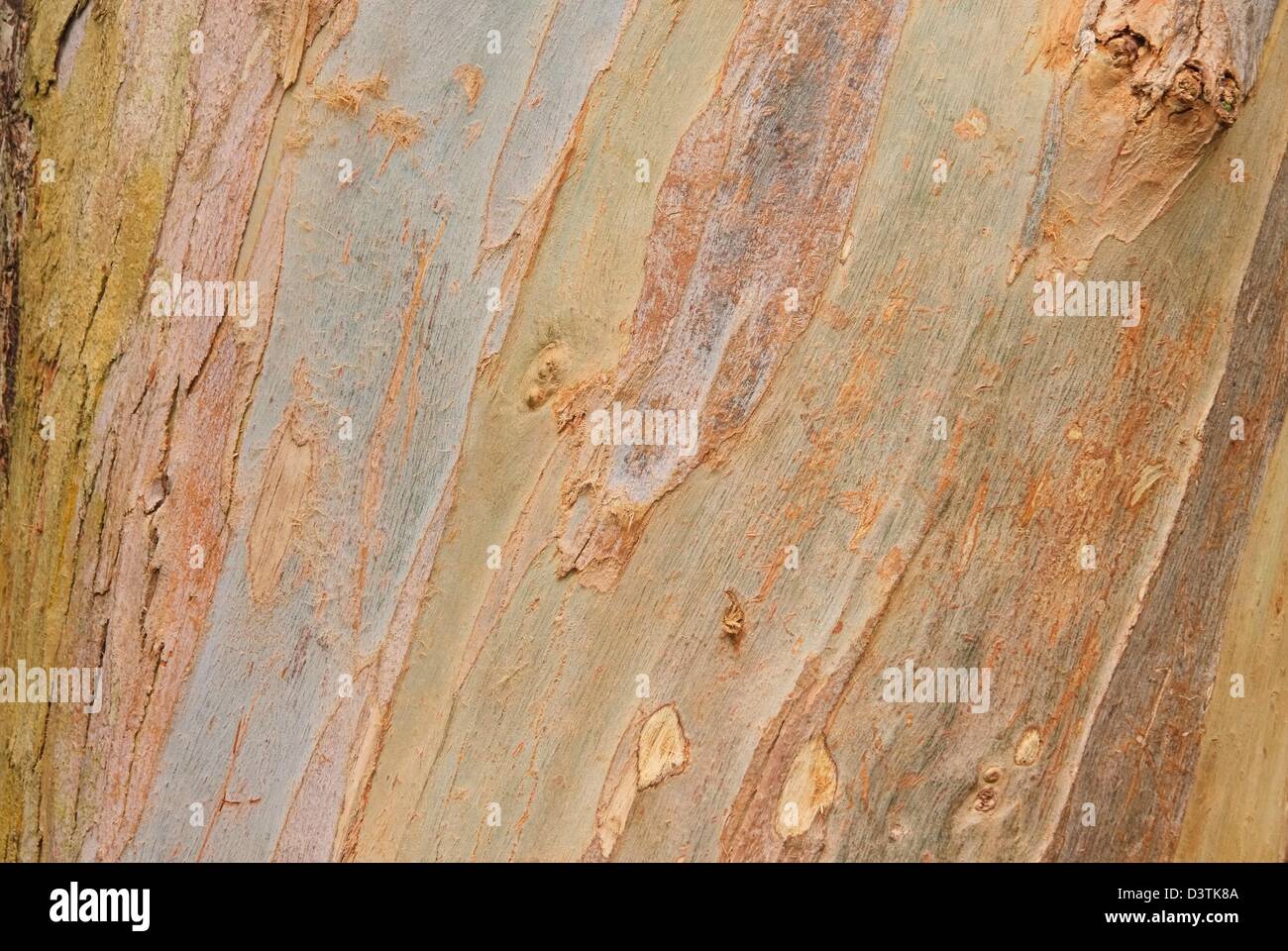Eukalyptus Hintergrund - eucalyptus background 02 Stock Photo