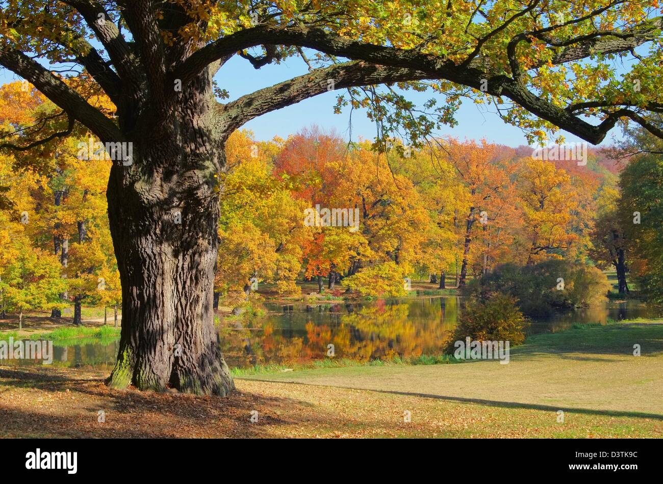 Eiche im Herbst - Oak tree in fall 02 Stock Photo