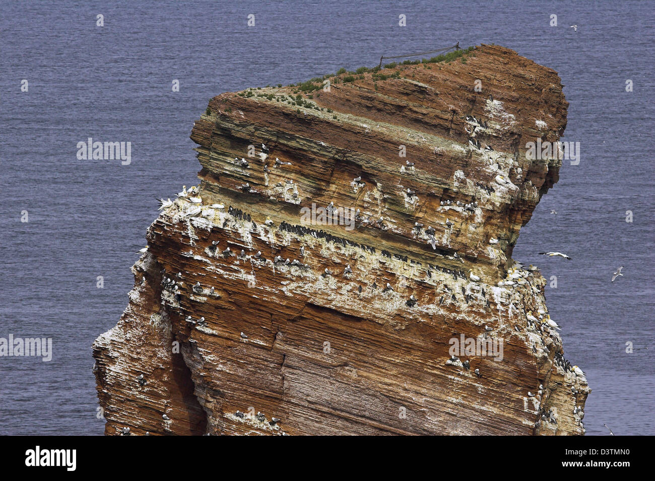 Dpa File Sea Birds Nest On The Famous Rock Column Lange Anna Tall Anna On The Island Of Helgoland Germany 15 May 2006 Photo Hinrich Baesemann Stock Photo Alamy