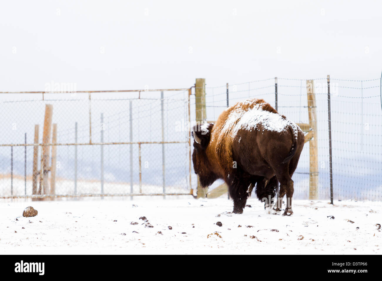 Adult American buffalo standing in the snow. A light dusting of snow ...