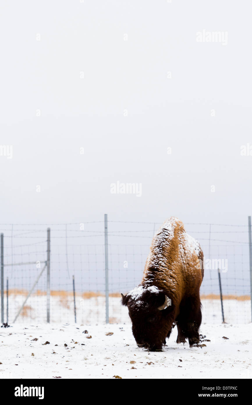 Adult American buffalo standing in the snow. A light dusting of snow ...