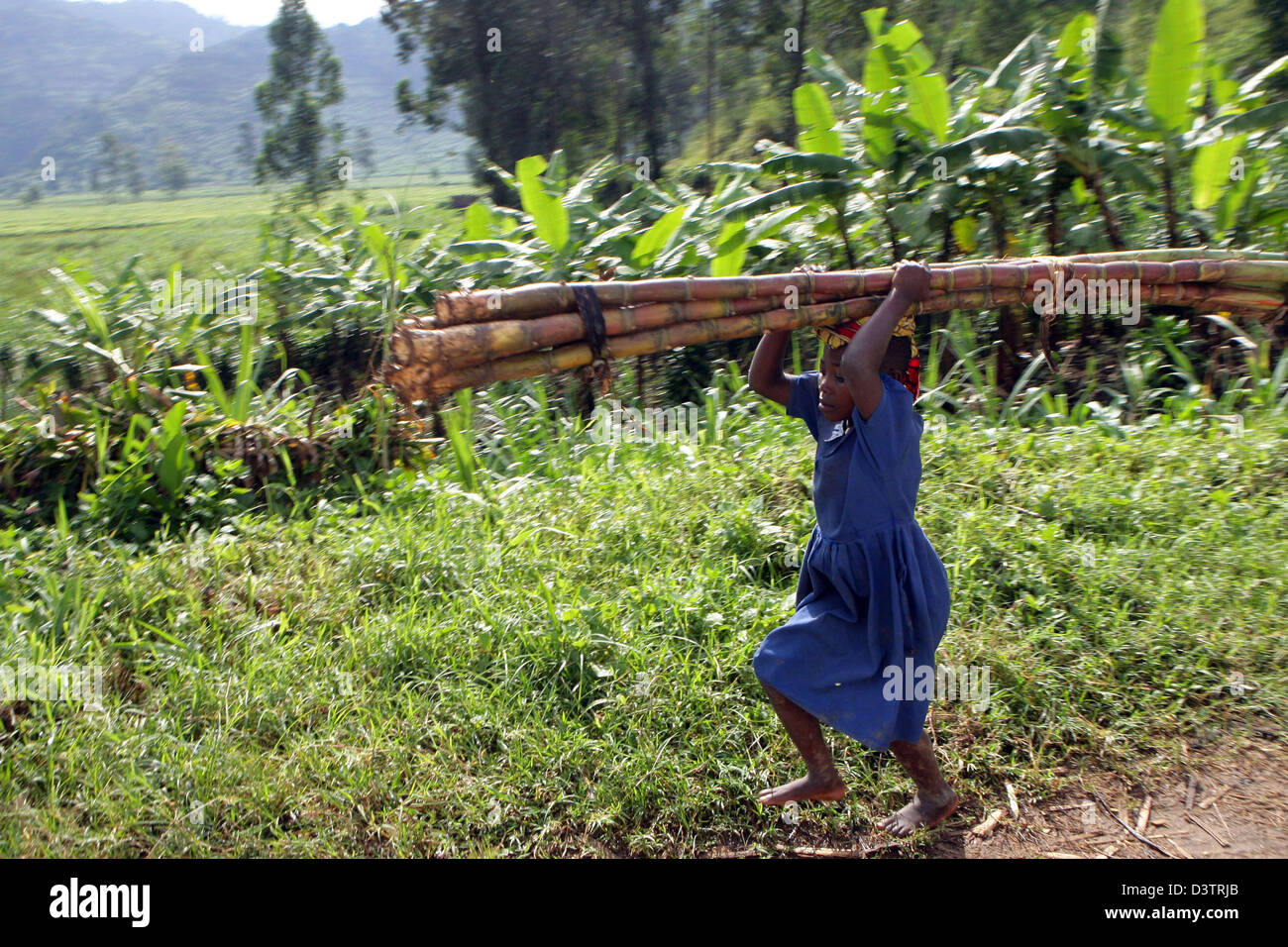 (dpa file) - The picture shows a girl carrying a bundle of bamboo ...